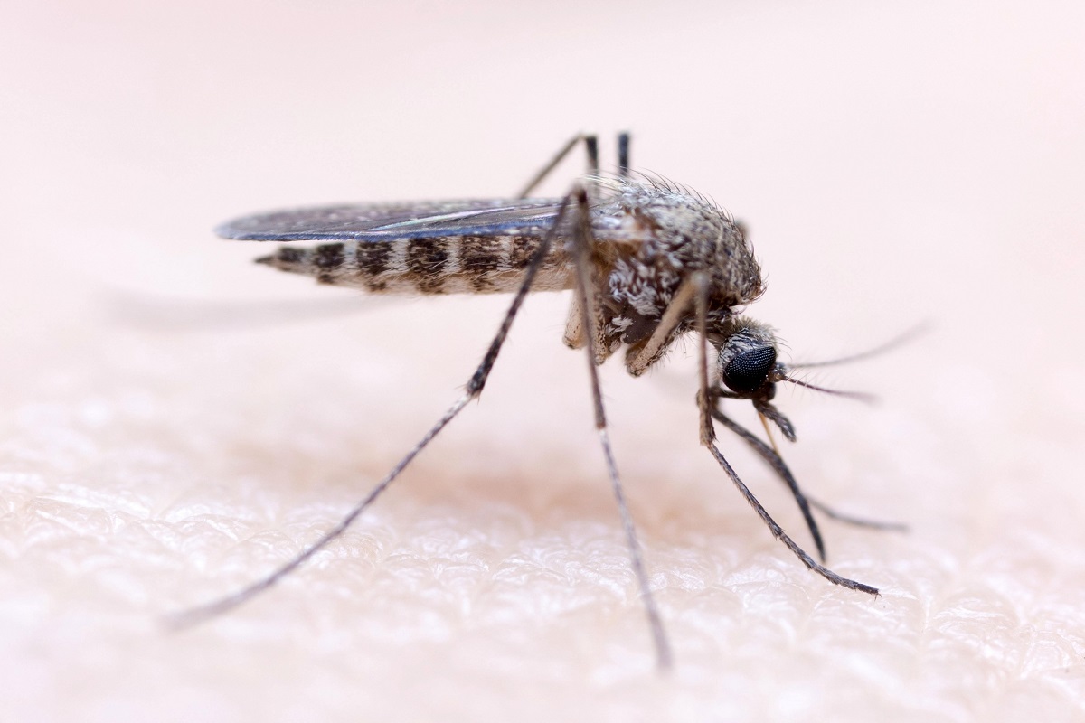Эпидемиологи обнаружили новые вирусы, переносимые комарами и клещами