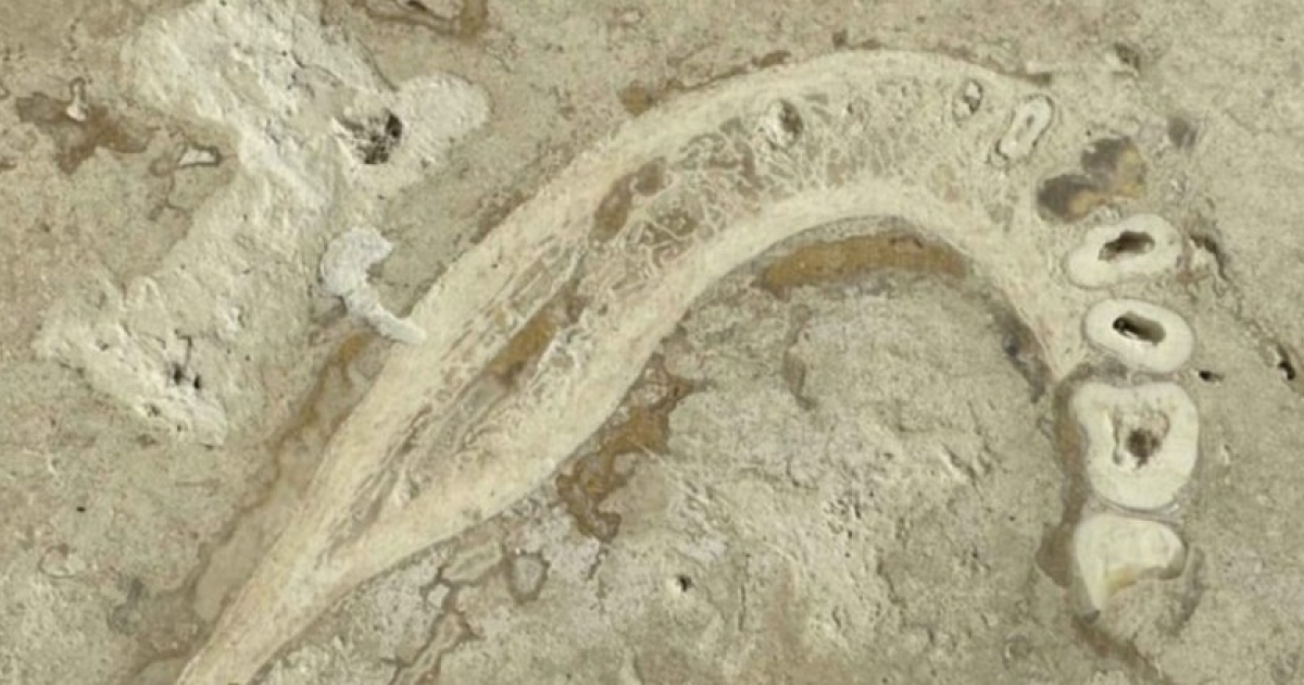 Пользователь Reddit заметил челюсть древнего гоминина в травертиновой плитке